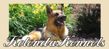 Kolenda Kennels - German Sherpherd Breeders